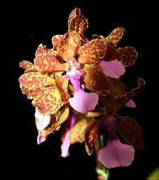 2008年12月例会入賞花画像