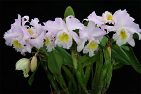 2009年1月例会入賞花画像