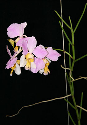2009年2月例会入賞花画像