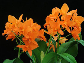 2008年3月例会入賞花画像
