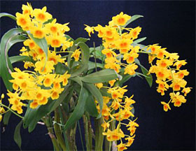 2008年4月例会入賞花画像