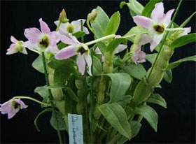 2008年4月例会入賞花画像