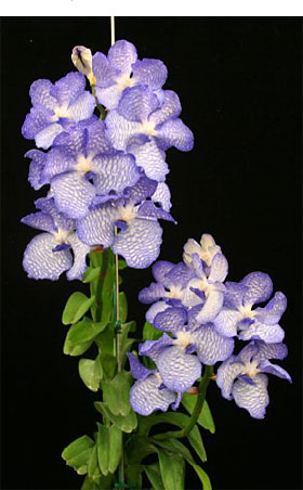 2008年5月例会入賞花画像