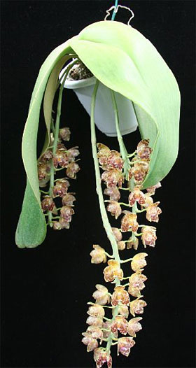 2008年5月例会入賞花画像