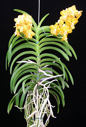 2008年7月例会入賞花画像