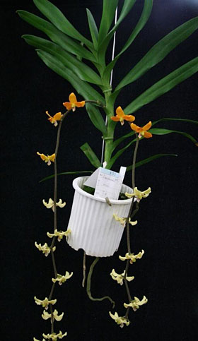 2008年8月例会入賞花画像
