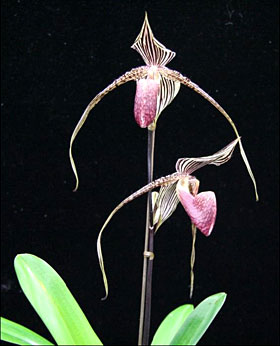 2009年3月例会入賞花画像