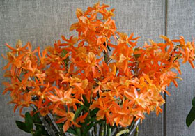2009年3月例会入賞花画像