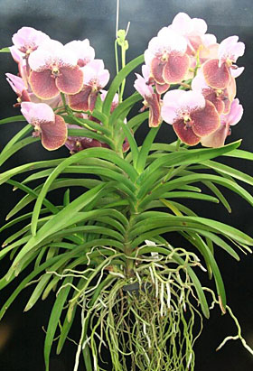 2009年7月例会入賞花画像