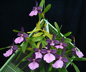 2009年9月例会入賞花画像