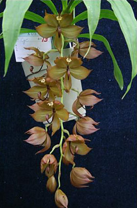 2009年9月例会入賞花画像