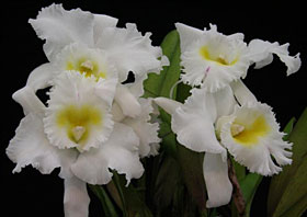 2009年12月例会入賞花画像