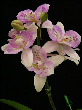 2009年12月例会入賞花画像