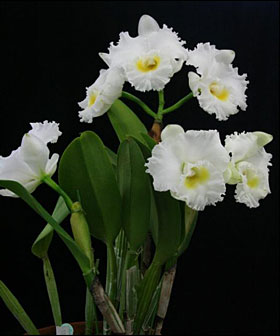 2010年1月例会入賞花画像