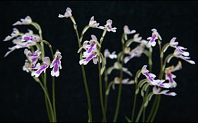 2010年2月例会入賞花画像