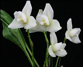 2010年3月例会入賞花画像