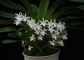 2010年4月例会入賞花画像