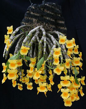 2010年4月例会入賞花画像