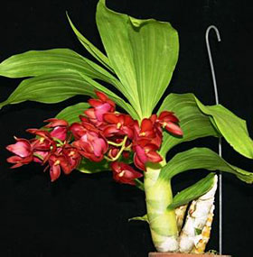 2010年9月例会入賞花画像