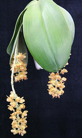 2011年2月例会入賞花画像
