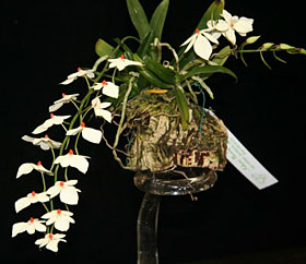 2012年4月例会入賞花画像