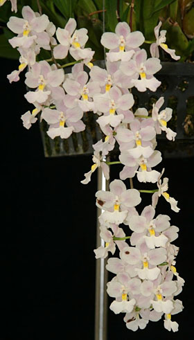 2012年5月例会入賞花画像