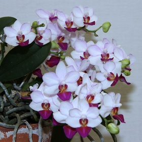 2025年8月例会入賞花画像