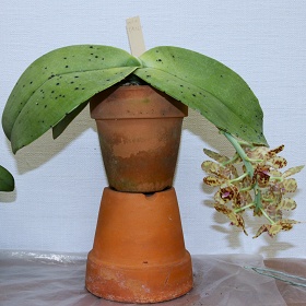 2025年8月例会入賞花画像