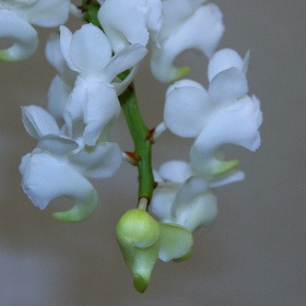 2025年8月例会入賞花画像