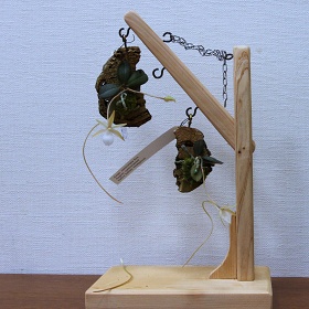 2025年9月例会入賞花画像