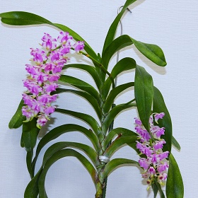 2025年10月例会入賞花画像