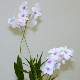 2025年10月例会入賞花画像