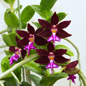 2025年10月例会入賞花画像