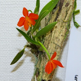 2025年10月例会入賞花画像